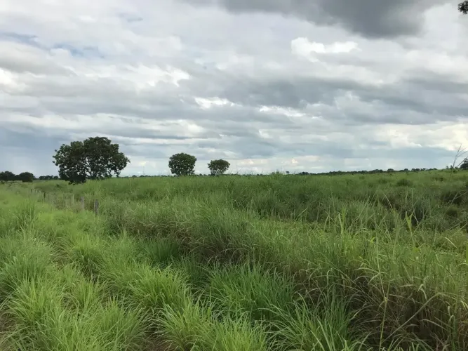 Fazenda de 822 Hectares com Alto Potencial Agrícola e Pecuário a Apenas 198 km de Brasília