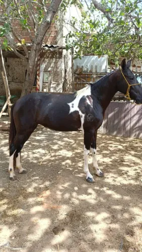 Égua preto pampa linda