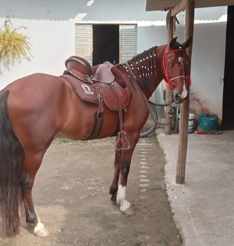 CAVALO MANGALARGA MARCHADOR
