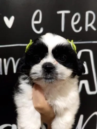 Lindas Bebês disponiveis, fêmeas de Shihtzu pronta entrega