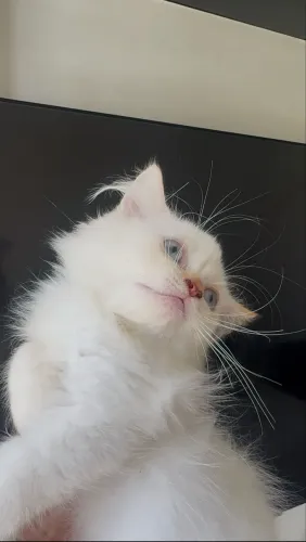Gatinhos tipo persa