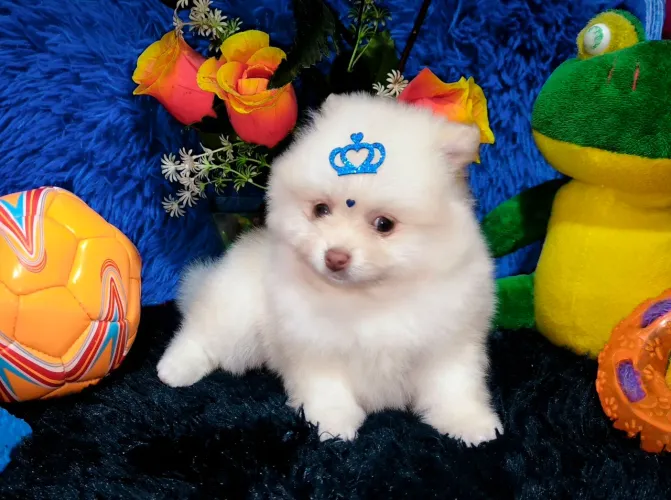 Filhote de Lulu da Pomerânia Anão