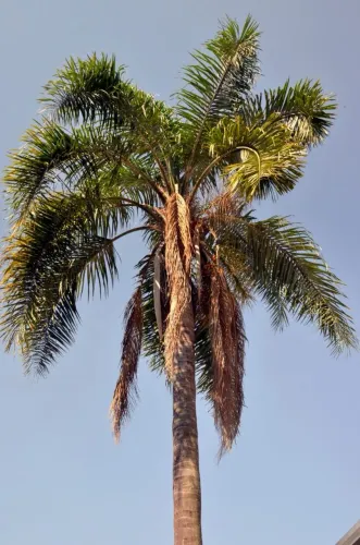 Palmeira Gerivá