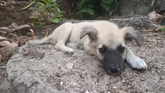 Doação cachorros filhotes machos