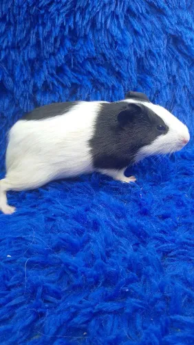 Lindo porquinho da índia