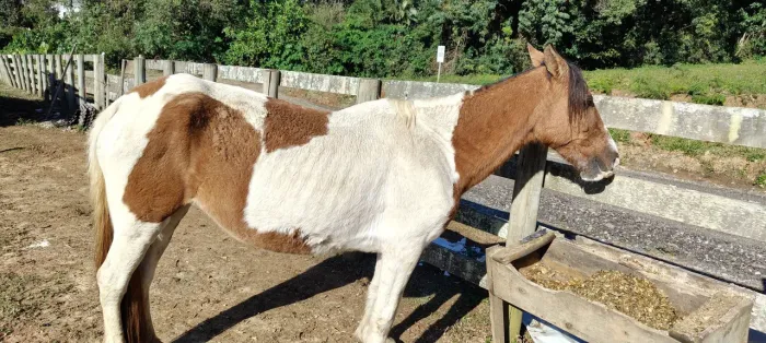 Égua pampa prenha de pampa de preto ambos marcha picada, porém ela está só na cria,