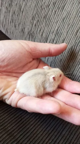 Hamster Anão Russo 
