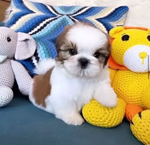 Shih Tzu Macho Disponível