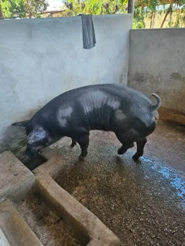 Porca Duroc com Pietran 160kg