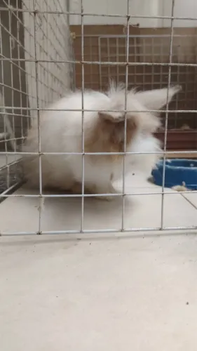 Mini Coelho raça netherland
