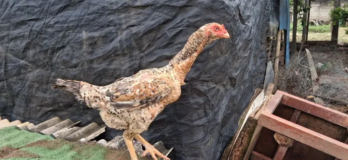 Galinha india carijo