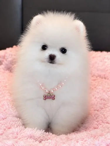 Lulu da Pomerânia Anã - Uma Bela Princesa.