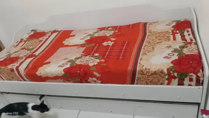 Bi cama