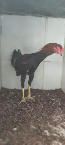 Frango Caipira.