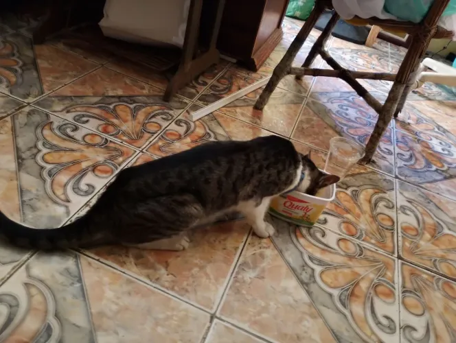 Doação de gato encontrado precisando de cuidados