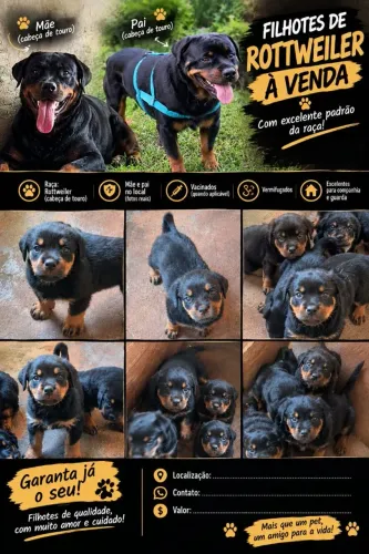 Filhote de rottweiler
