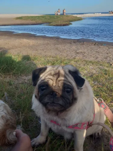 Pug fêmea