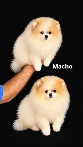 Lulu da pomerania macho anão
