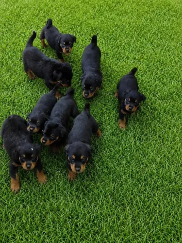 Filhotes de Rottweiler | Nada supera a alegria de um filhote de cachorro.