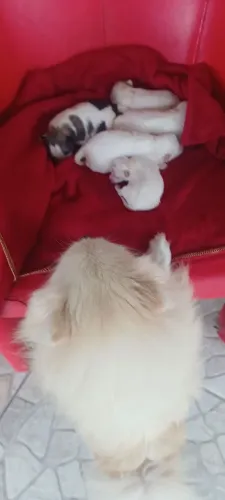 Filhotinhos de lulu da pomerania anao para reservas