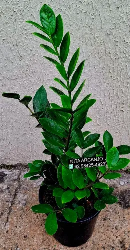 Vendemos plantas naturais. .