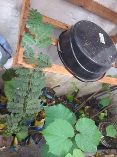 Muda de tamarindo tamarino 3 anos ,pronta pra plantio rm solo