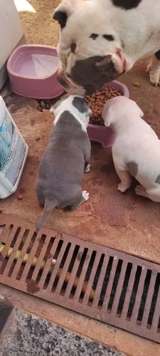 American Bull