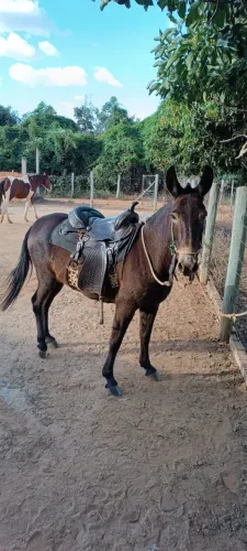 Mula preta à venda