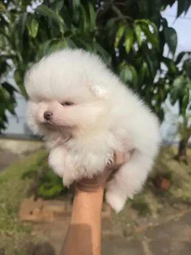 Spitz alemão anão bibelôs apartir 1300