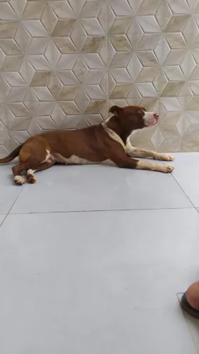 DOAÇÃO Pitbull Femea 4 Anos