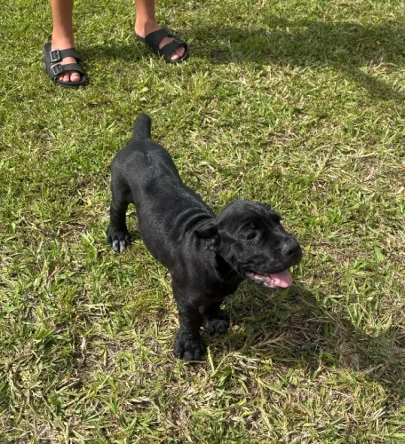 FILHOTE DE CANE CORSO Cão de guerra !!! Tenha seu segurança particular , 50 dias , pedigre