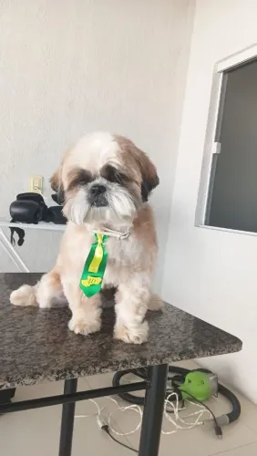 Banho e tosa em domicílio 