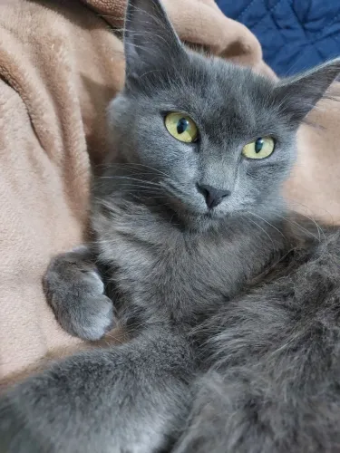 Russian blue 