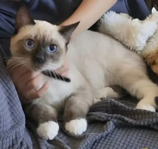 Gatinha Ragdoll 6 meses Castrada Lindíssima