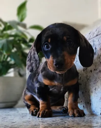 Dachshund/Basset - Machos e Fêmeas a Pronta Entrega!!
