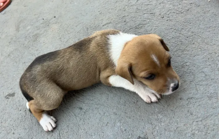 Doação de cachorrinhos Filhotes