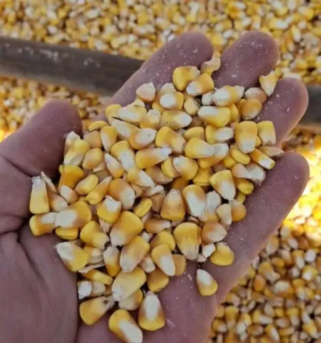 Milho e produtos agrícolas de Qualidade e Procedência com Entrega em todo o Brasil