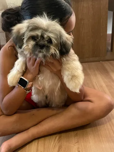 Vende- se filhote de shitzu macho 4 meses