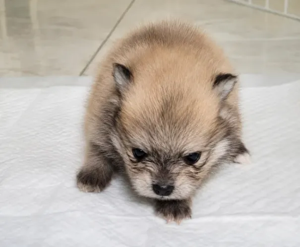 Spitz Alemão Fêmea Sable - Filhote Linda e Muito Pequena