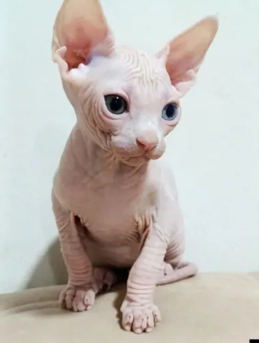 Gato sphynx macho com heterocromia disponível para reserva