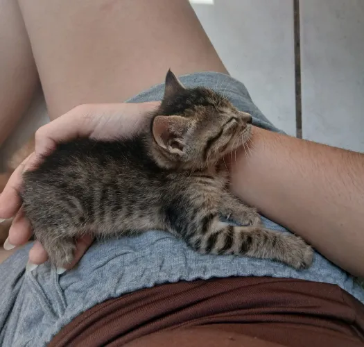 ADOÇÃO RESPONSÁVEL - GATINHA FÊMEA PROCURA UM LAR