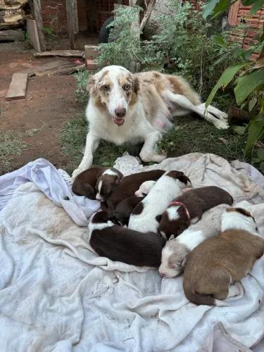 Cachorros 