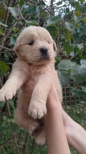 Golden Retriever Machos e Fêmeas - Consulte Disponibilidade