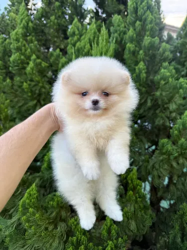Lulu da pomerânia/spitz alemão anão fêmea com pedigree CBKC