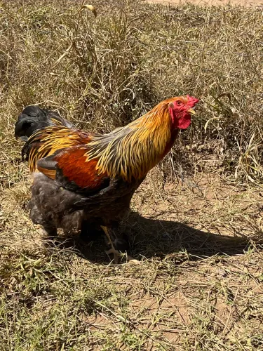 Galo Brahma