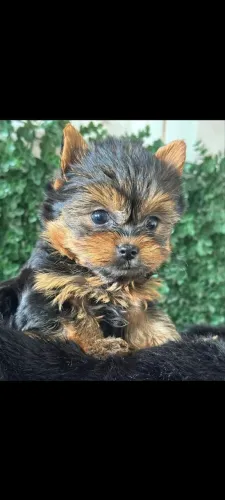 Yorkshire terrier mini em 10x sem juros