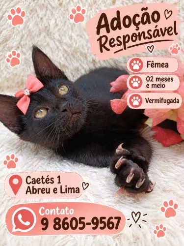 Adoção de Gatinha