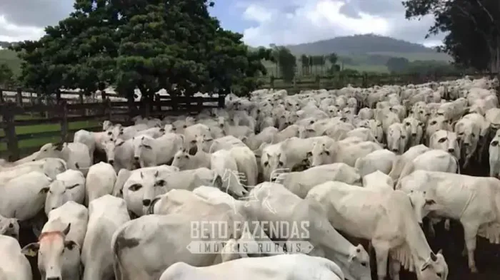 Imóvel para venda com 110400000 metros quadrados em Zona Rural - Caiapônia - GO