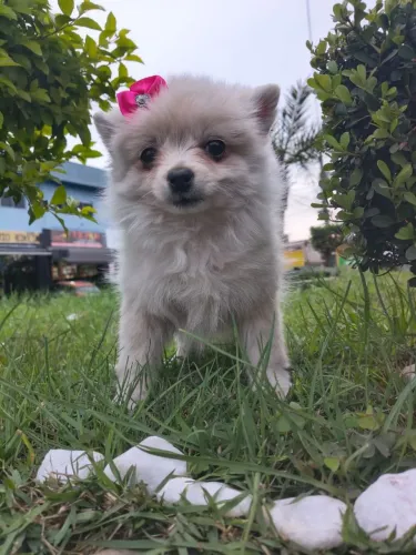 Fêmea de Spitz alemão vacinada e vermifugada no precinho pra ir embora