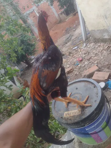 galo